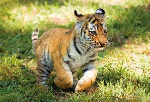 Puzzle Clementoni 104 dílků - WWF - Tygří mládě 27998