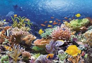 Castorland - Korálový útes  - Puzzle 1000 dílků  art. 101511